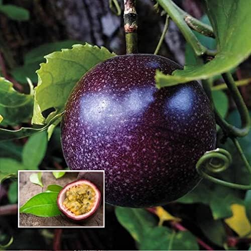 Purple Passion Fruit Vine