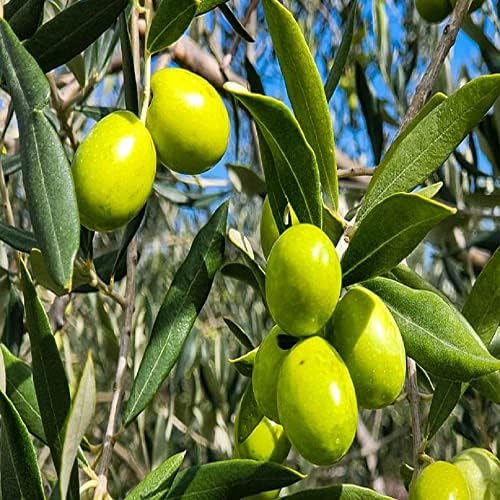 PlantExotic Sweet Olive (Jalpai) Air Layered Live Plant