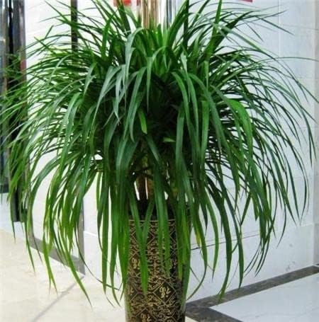 Dracaena Draco Indoor Plant