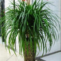 Dracaena Draco Indoor Plant