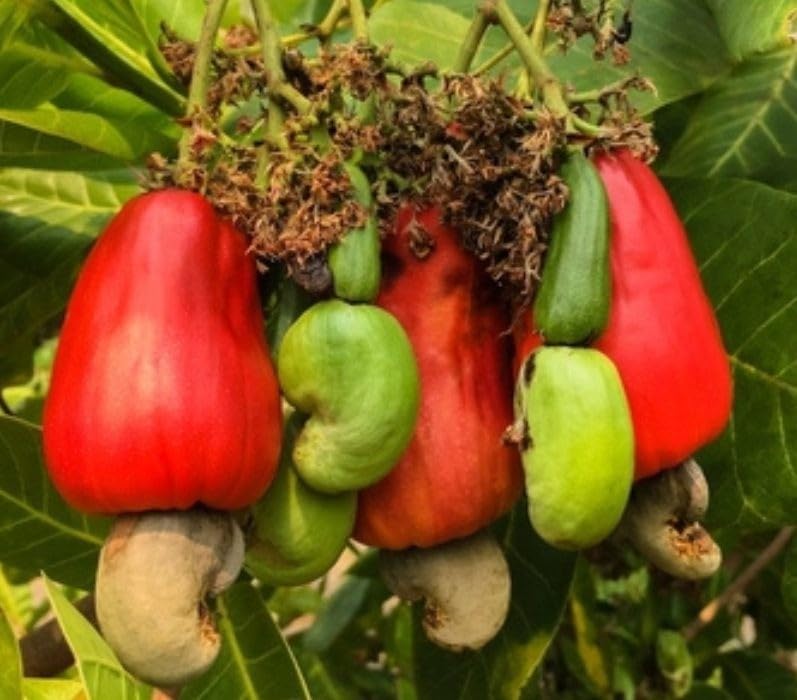 Cashew (Kaju) Grafted Plant