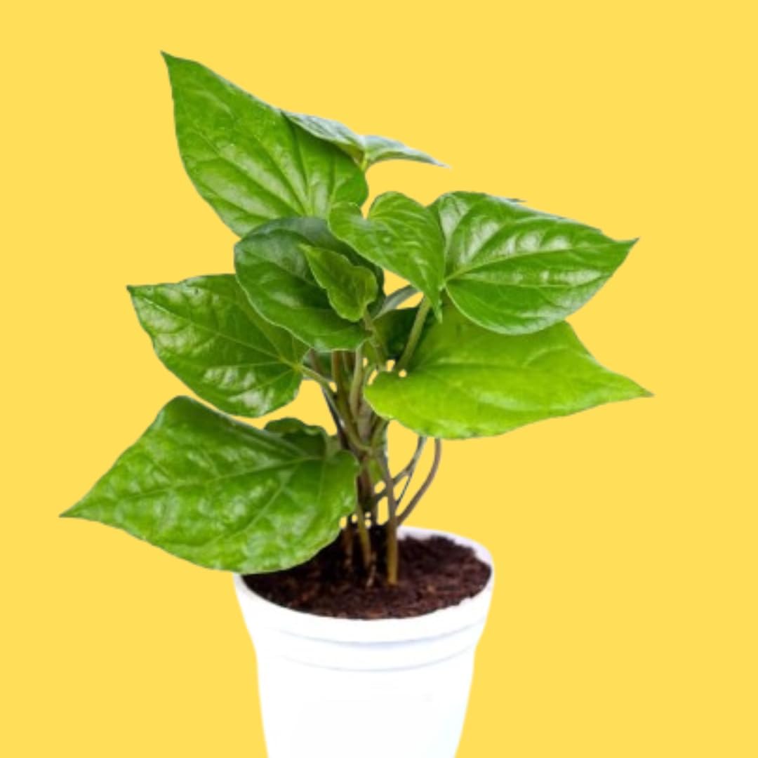 Pan Betel Leaf (Meetha Paan) Plant