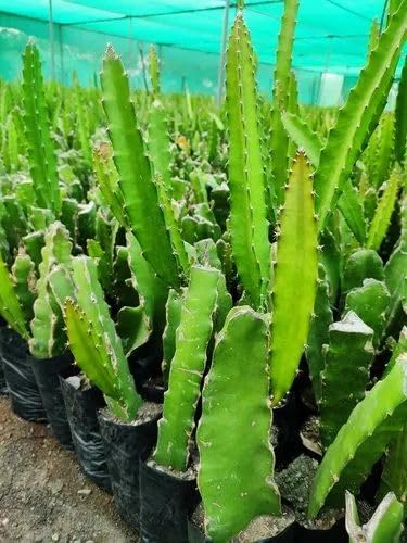 Red Flesh Dragon Fruit (Pack of 2)
