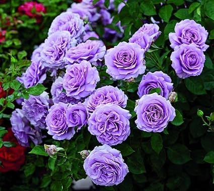 PlantExotic Climbing Rose Violet Live Plant
