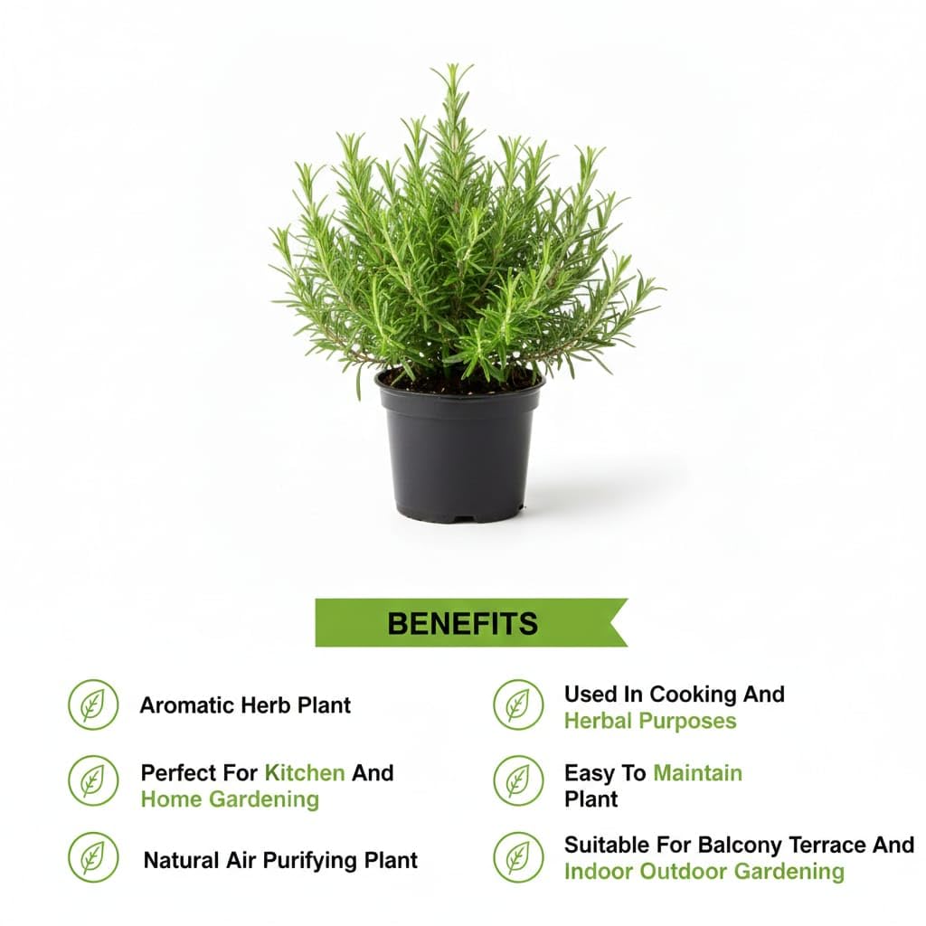 Rosemary Herbal Live Plant (Potted)