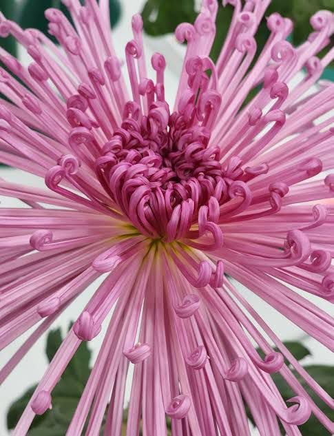 Snowball Chrysanthemum Pink (Hybrid)