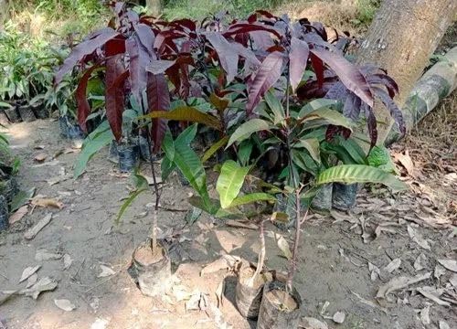Kasturi Black Mango Grafted Plant