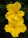 Hibiscus Yellow (Gudhal)