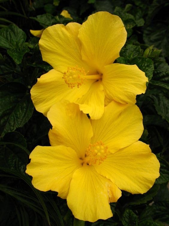 Hibiscus Yellow (Gudhal)