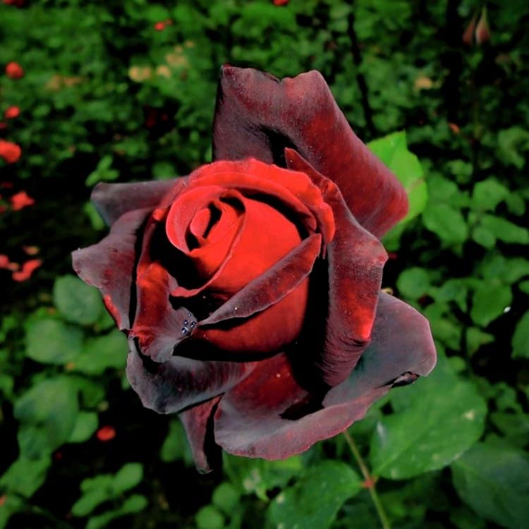 Climbing Rose Maroon Live Plant