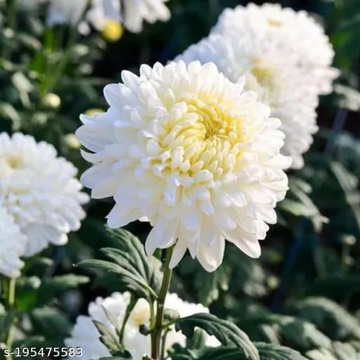 PlantExotic Snowball Chrysanthemum White Live Plant