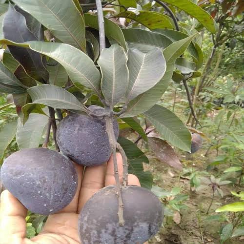 Kasturi Black Mango Grafted Plant