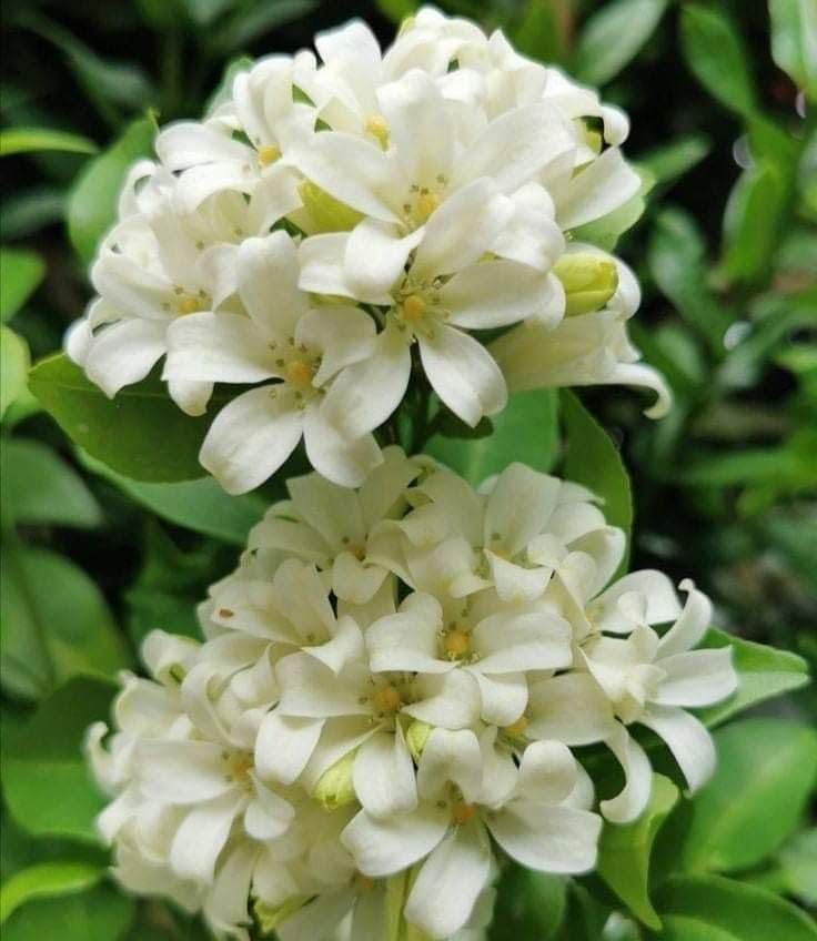 Madhu Kamini Hybrid Flower Plant