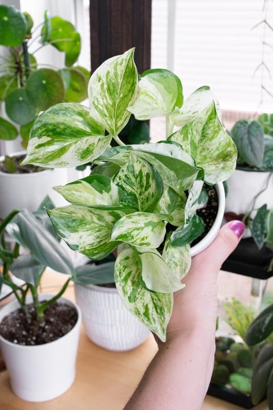 PlantEotic Variegated Money Indoor Live Plant , Air Purifier Money Plants Best for Living Room, Home, Office, Table & Kitchen