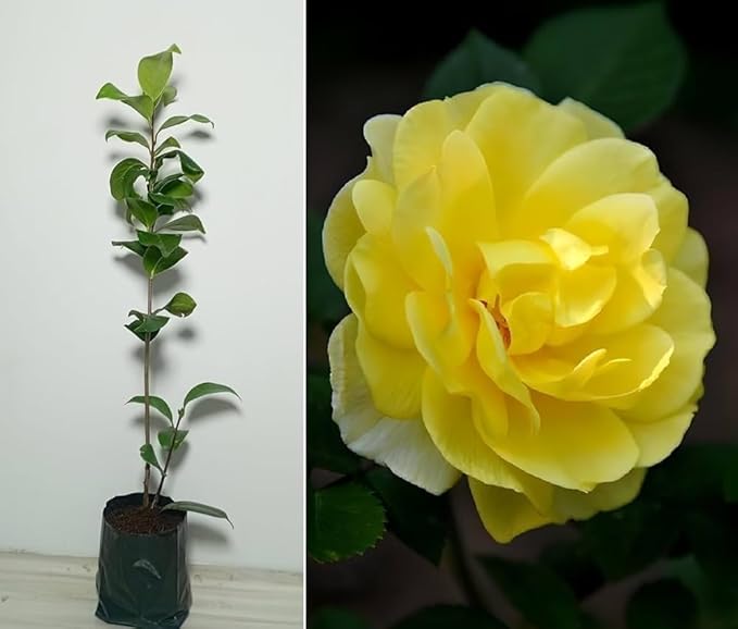 Plant Exotic Very Beautiful Yellow camellia flower live plant,Gardens Outdoors flower plant,Very Beautiful Camellia Japonica Kamiliya Flower (Queen of Winter) Live Pant Original Variety.