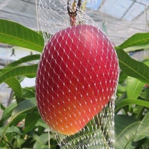 Japanese Miyazaki Mango Grafted