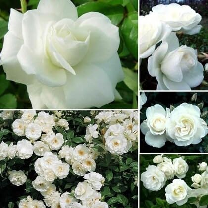 Climbing Rose White