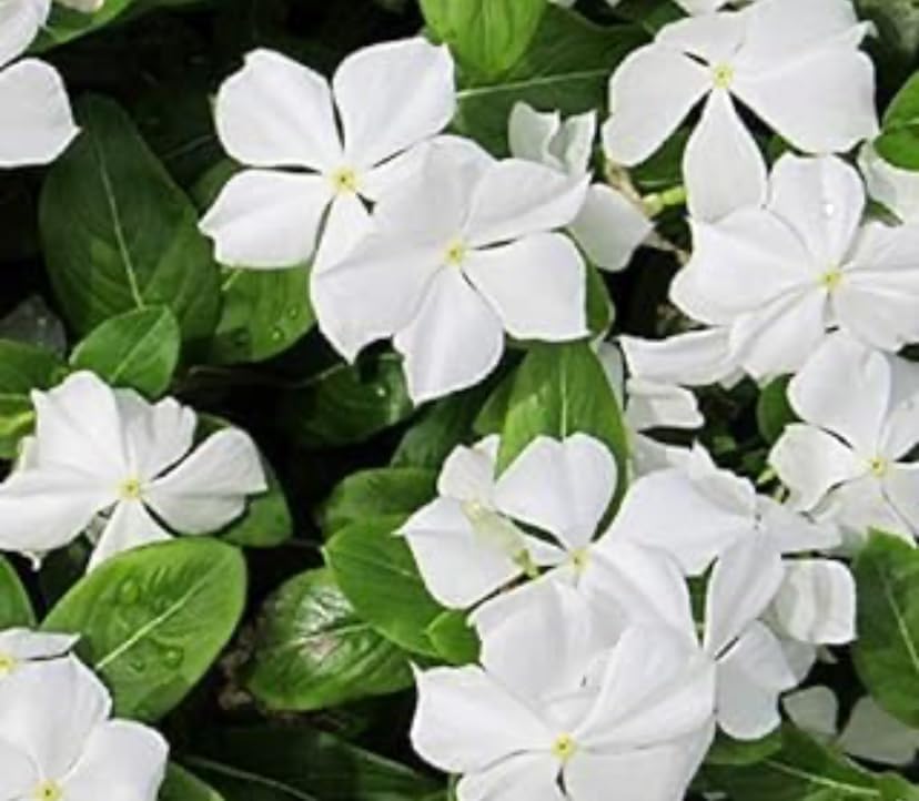 PlantExotic White Red Vinca Live plant Seedless Flower Plants|All Season Periwinkle growing Best for Home, Office & Garden.