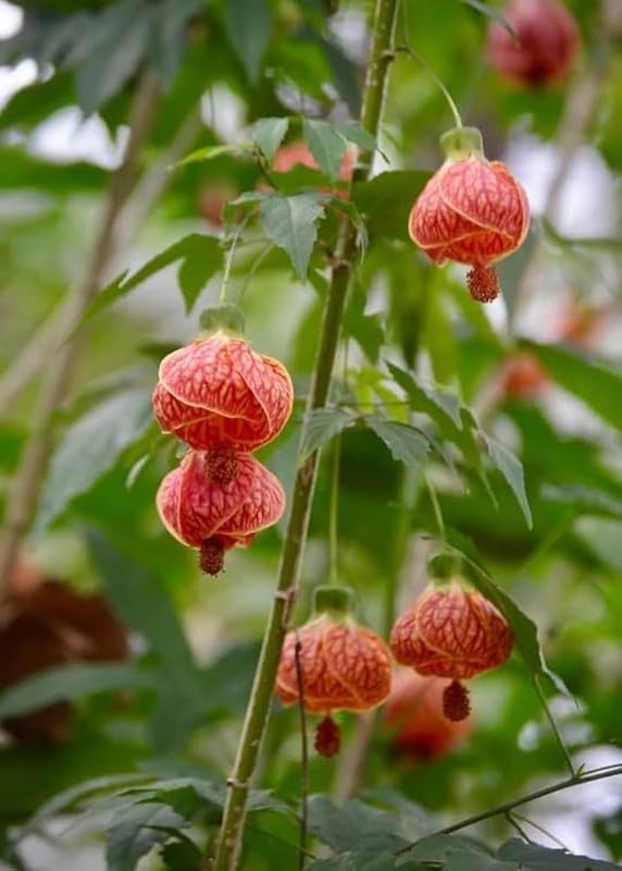 Lantern Hibiscus Plant - Abutilon Pictum