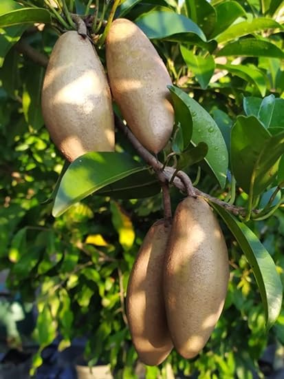 PlantExotic Original Variety Langcha/Lancha Sapota Plant/ Chikoo (Sapota) Grafted Plant