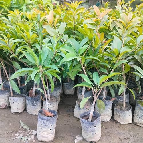 PlantExotic Sweet & Tasty Thai Long Banana Sapota/Chiku Live Plant(GRAFTED) All Time Variety.