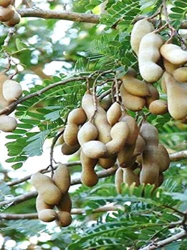 PlantExotic Sweet Tamarind (Imli) Grafted Plant