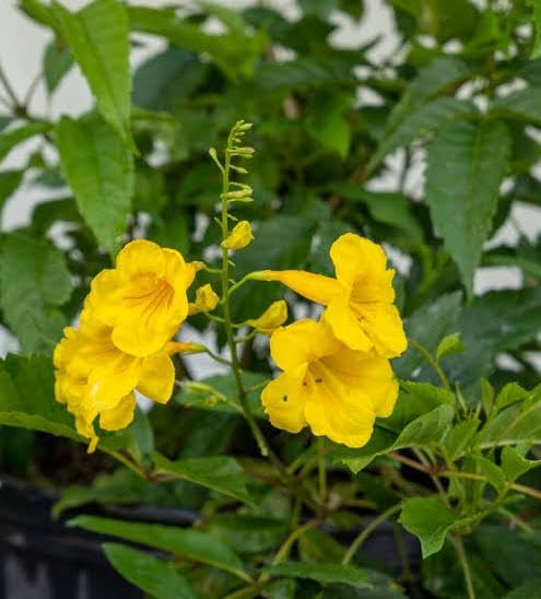 PlantExotic Tecoma Dwarf Yellow Flower Live Plant
