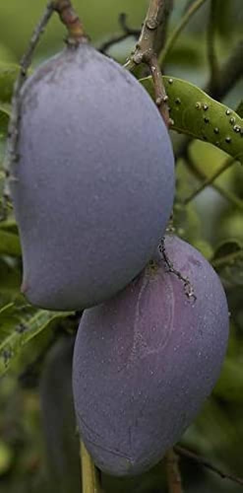 Kasturi Black Mango Grafted Plant