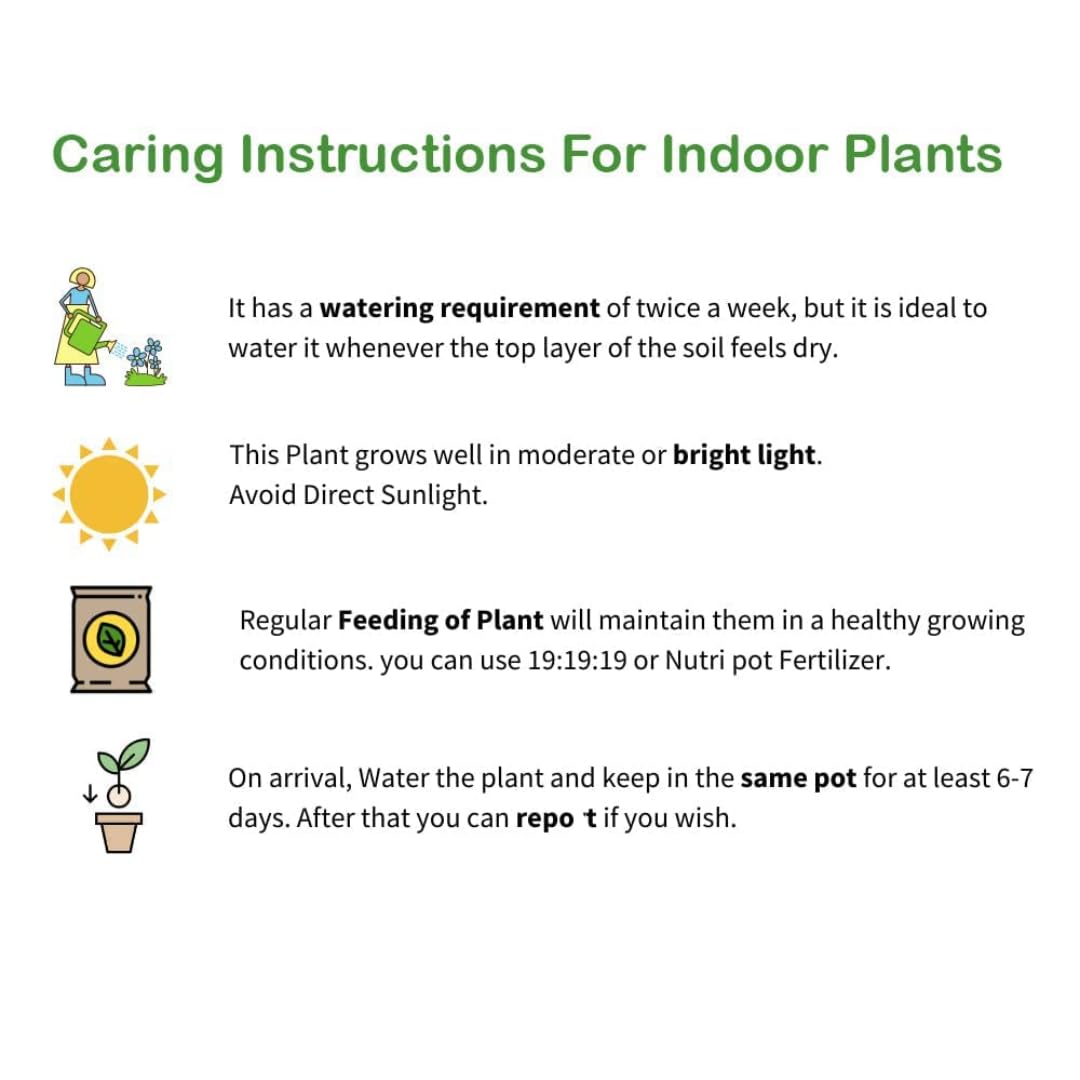 Aglaonema Beauty Live Indoor Plant | Air Purifying Decorative Foliage Plant