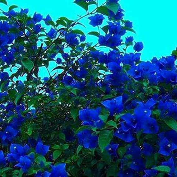 Bougainvillea Blue Flower Plant