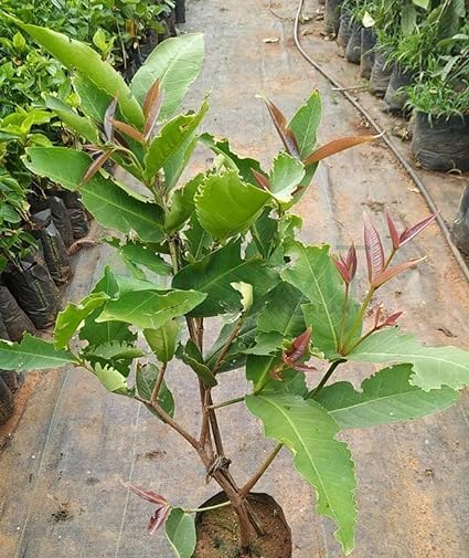 Green Java Apple Plant(Jamrul)