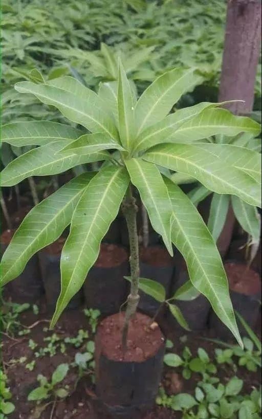 Khirsapati Mango Grafted Live Plant