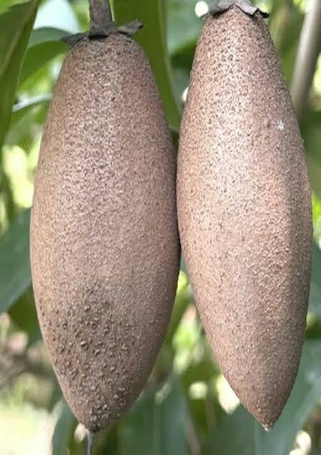 PlantExotic Sweet & Tasty Thai Long Banana Sapota/Chiku Live Plant(GRAFTED) All Time Variety.