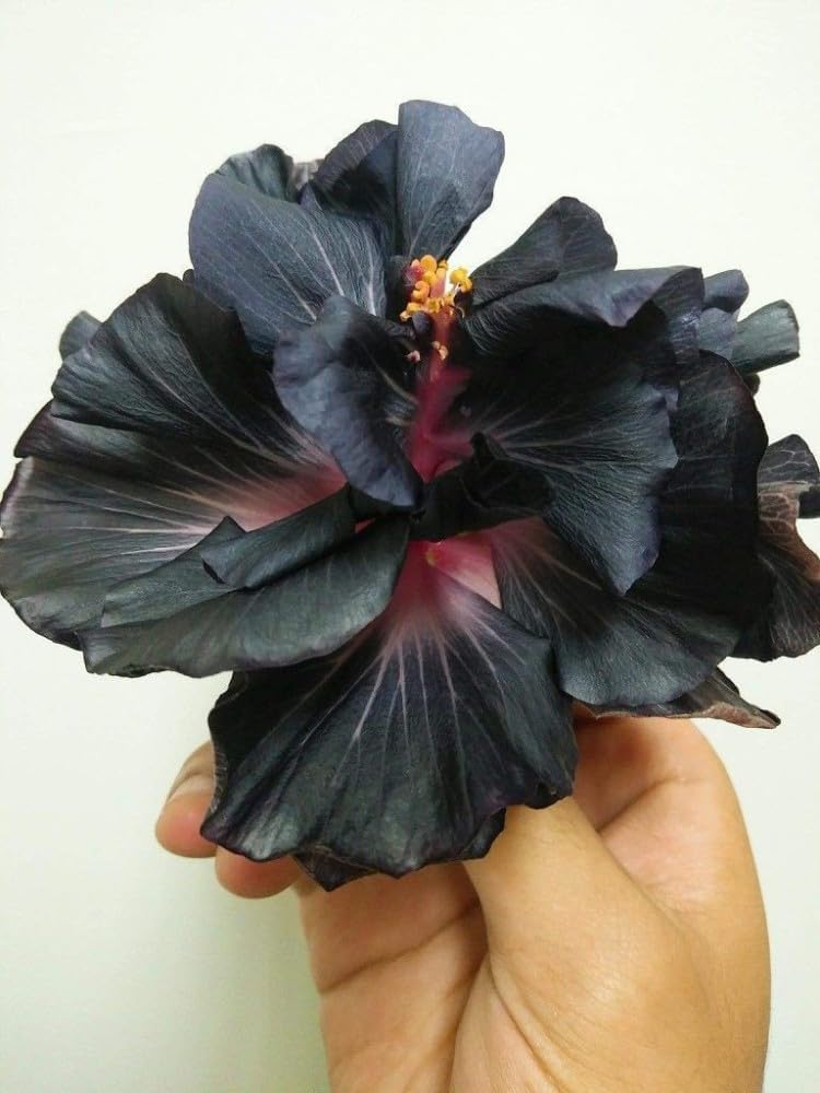 Australian Black Hibiscus Live Flower Plant | Rare Multi-Color Rose Mallow Hybrid