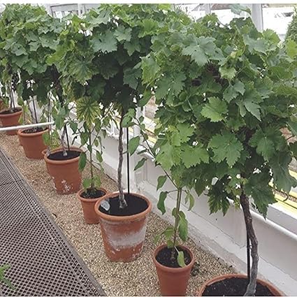 Red Round Seedless Grape Live Plant