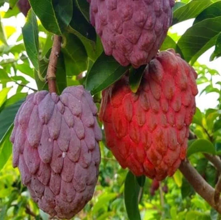 Red Sugar Apple (Sitafal) Live Plant