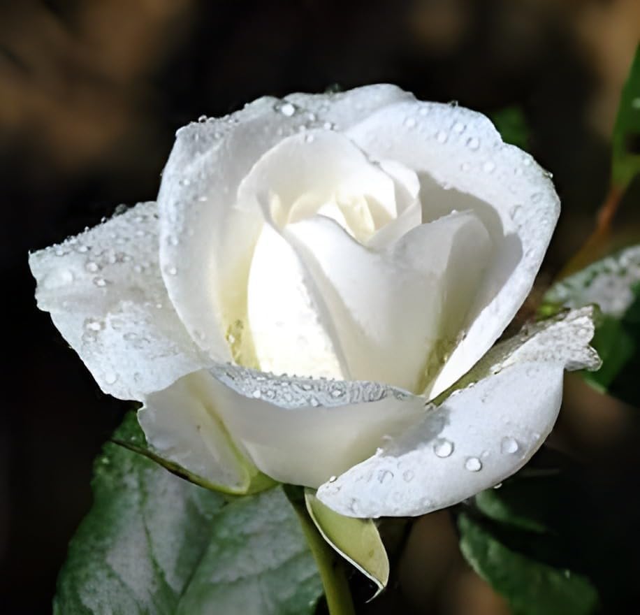 Climbing Rose White
