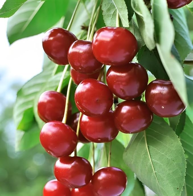 PlantExotic Sweet Red Barbados Cherry Healthy live Fruit Plant for Home Garden Tree Fruit Plant Pack of 1 in Grow Bag (Fruit Plant Height-2Ft To 3 Ft)