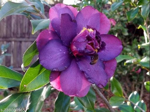 Climbing Rose (Dark Purple)