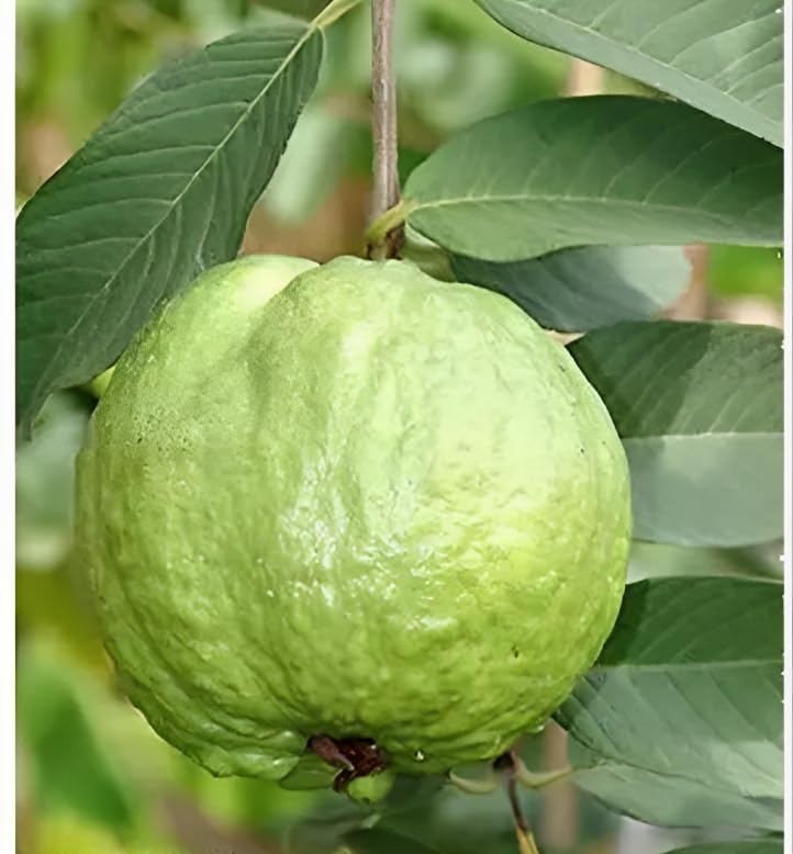 Red Jackfruit + L49 Guava Combo (Grafted & Air Layered)