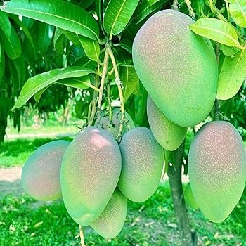 Bombay Mango Plant (Standard Grafted)