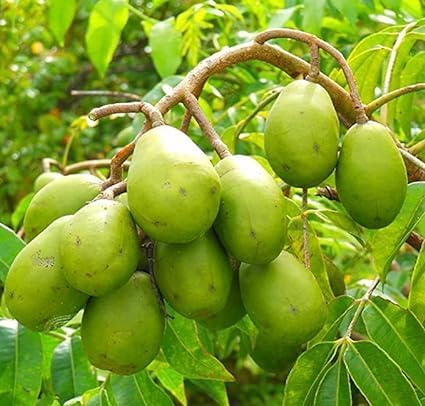 Hog Plum (Amra) Pack Of 1 Grafted
