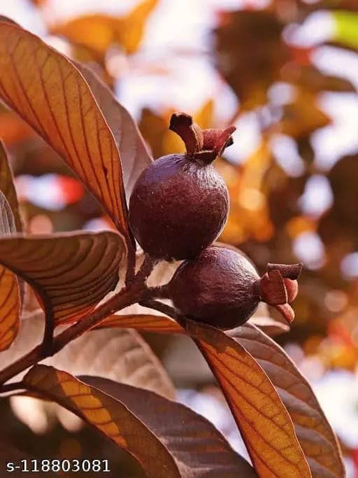 Malaysian Sweet Red Guava Live Plant
