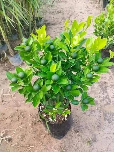 Pomelo Batapi (Citrus Grandis)