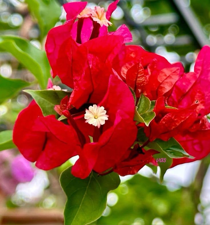 PlantExotic Red Bougainvillea Flowering Live Plant | Colorful Hardy Ornamental Shrub | Balcony, Fence & Outdoor Garden Plant