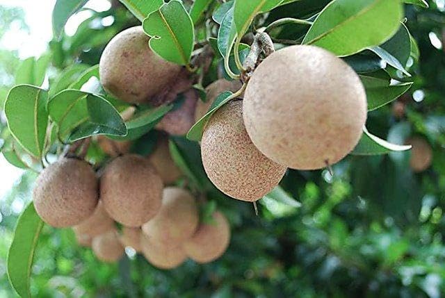 Sapota (Chikoo) Grafted Fruit Plant