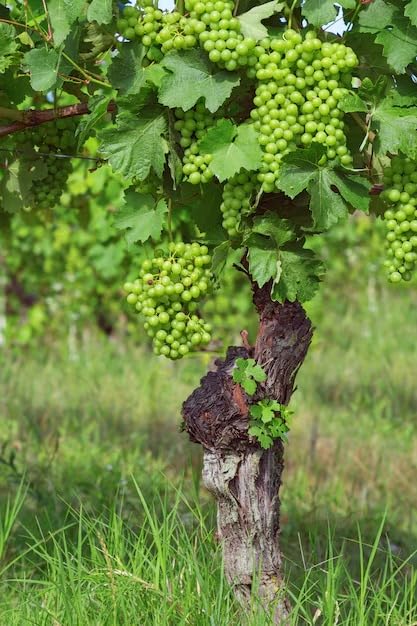 Golden Green Seedless Grape Plant