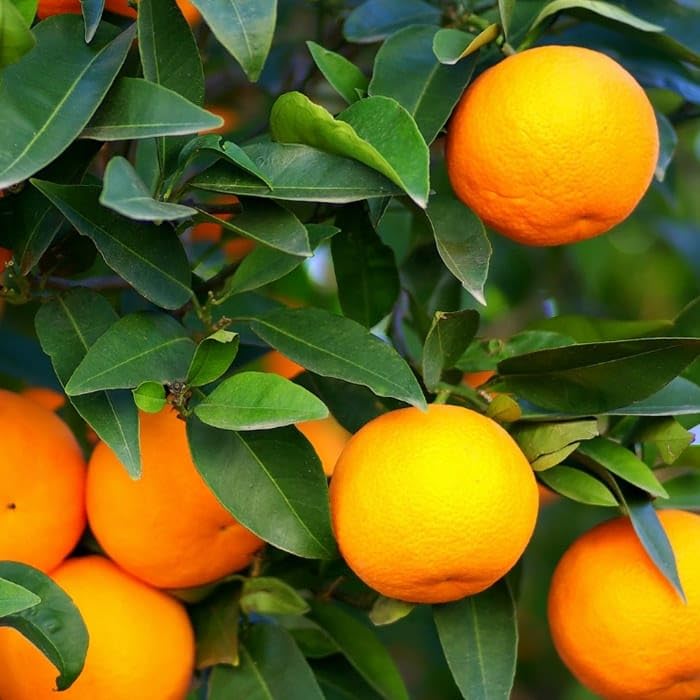 PlantExotic Sweet & Healthy Seedless Thai Malta/Mosambi Sweet Lemon (Hybrid & GRAFTED) Live Plant