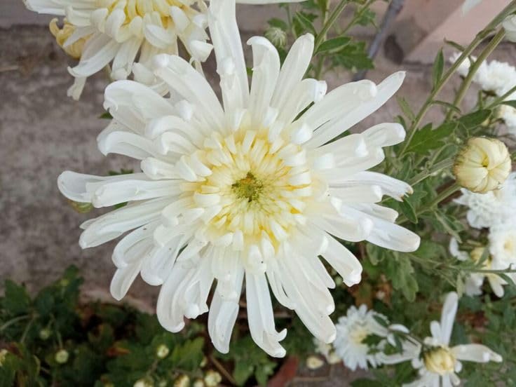PlantExotic Snowball Chrysanthemum White Live Plant