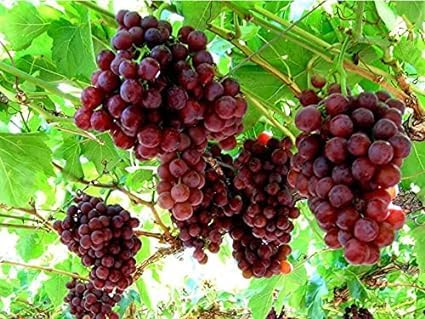 Red Round Seedless Grape Live Plant